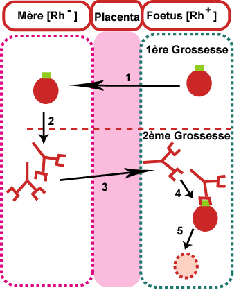 Hematies grossesse