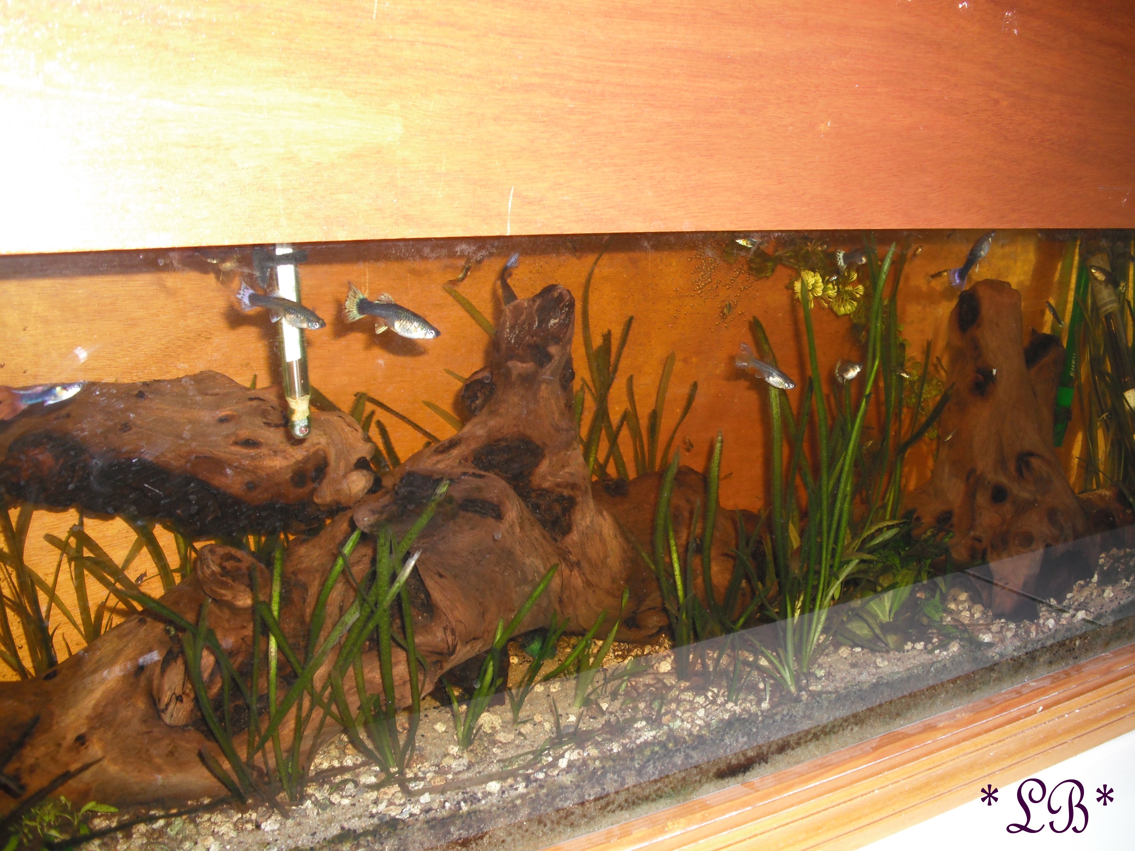 Aquarium Sciences de la Vie et de la Terre