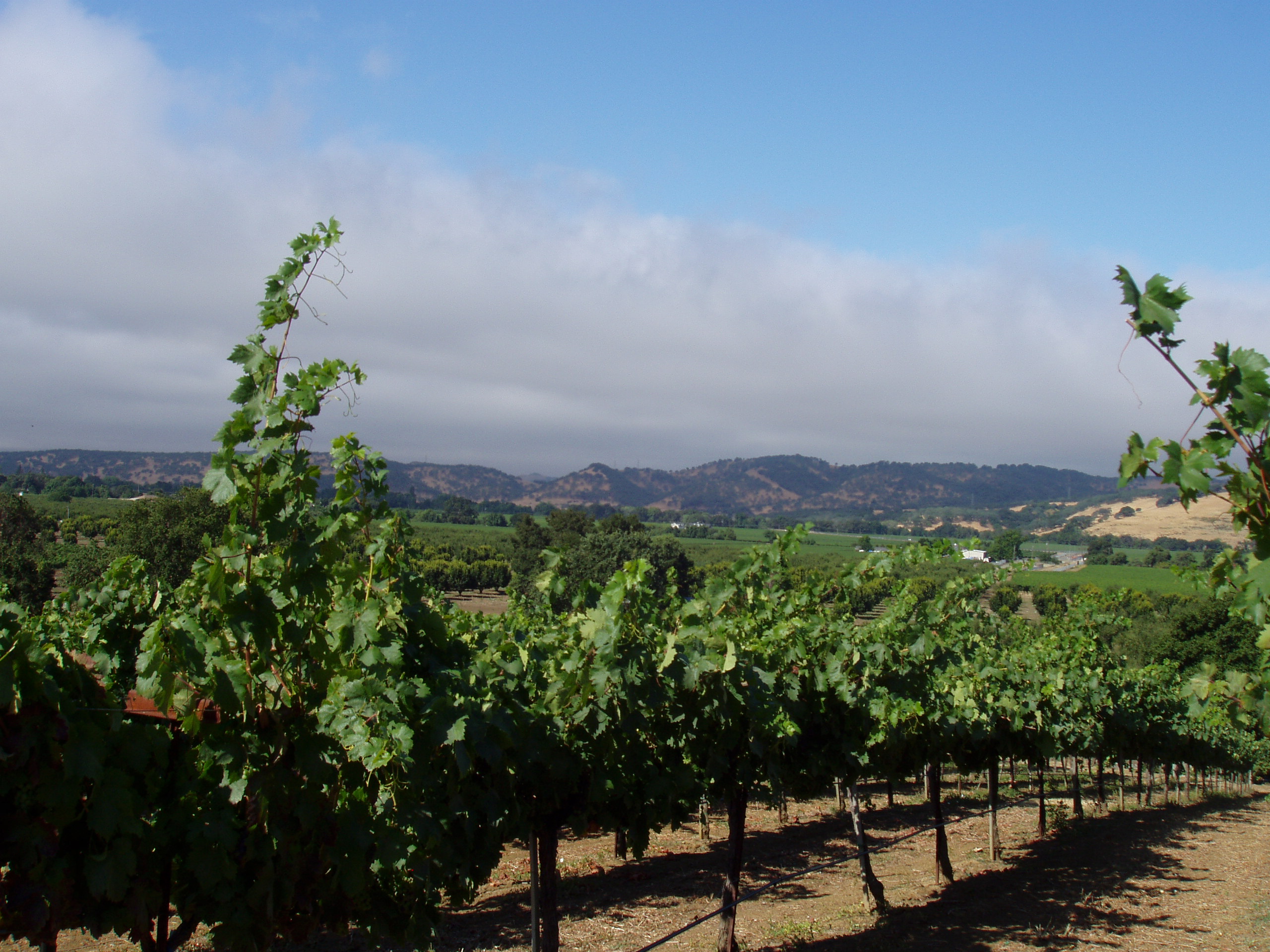 Appellation Facts Suisun Valley Vintners & Growers Association