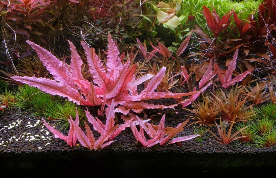 Cryptocoryne Wendtii 'flamingo Akvarie planter