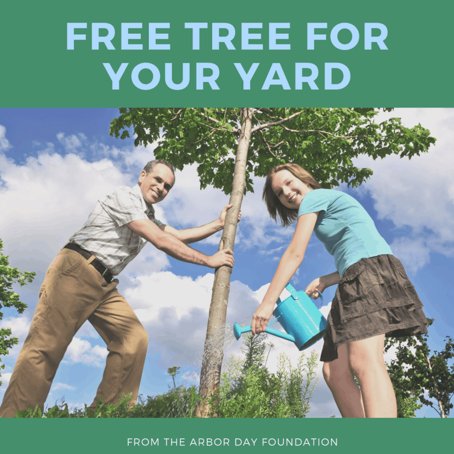 Free Tree For Your Yard from the Arbor Day Foundation SwagGrabber