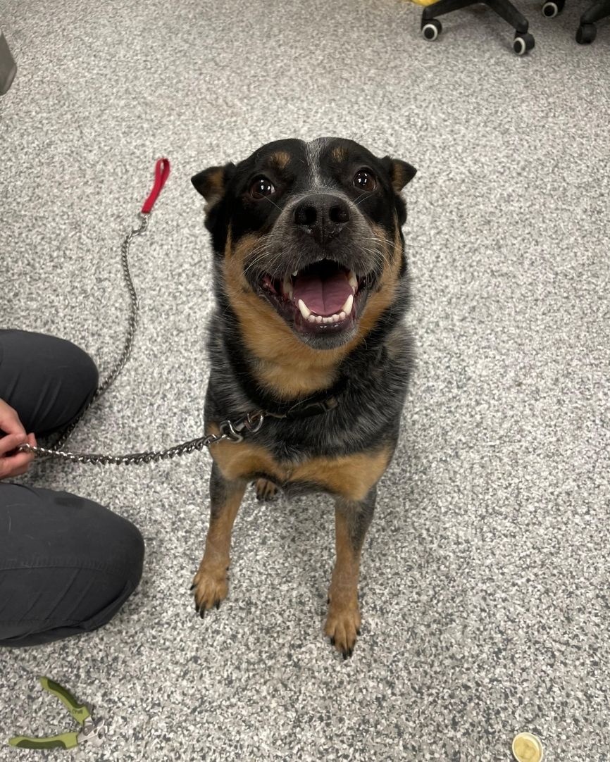 Oklahoma City, OK 73108 Veterinary Appointment Swaim Serum Co