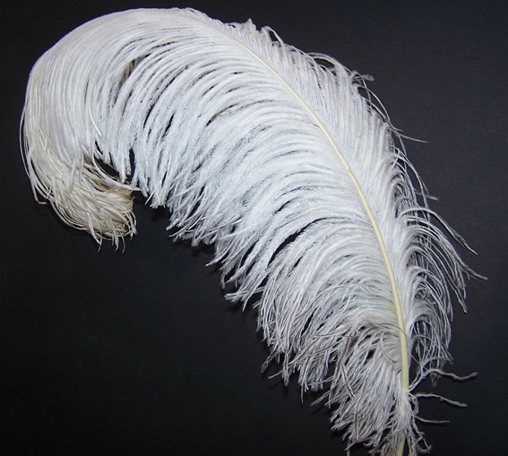 MALE Ostrich Wing Plumes Prime Quality 2529" Natural White per feather