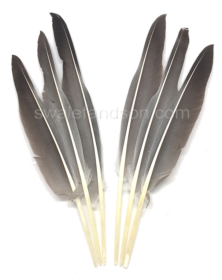 W.W. Swalef & Son Wholesale Dealers of all Types of Fancy Feathers