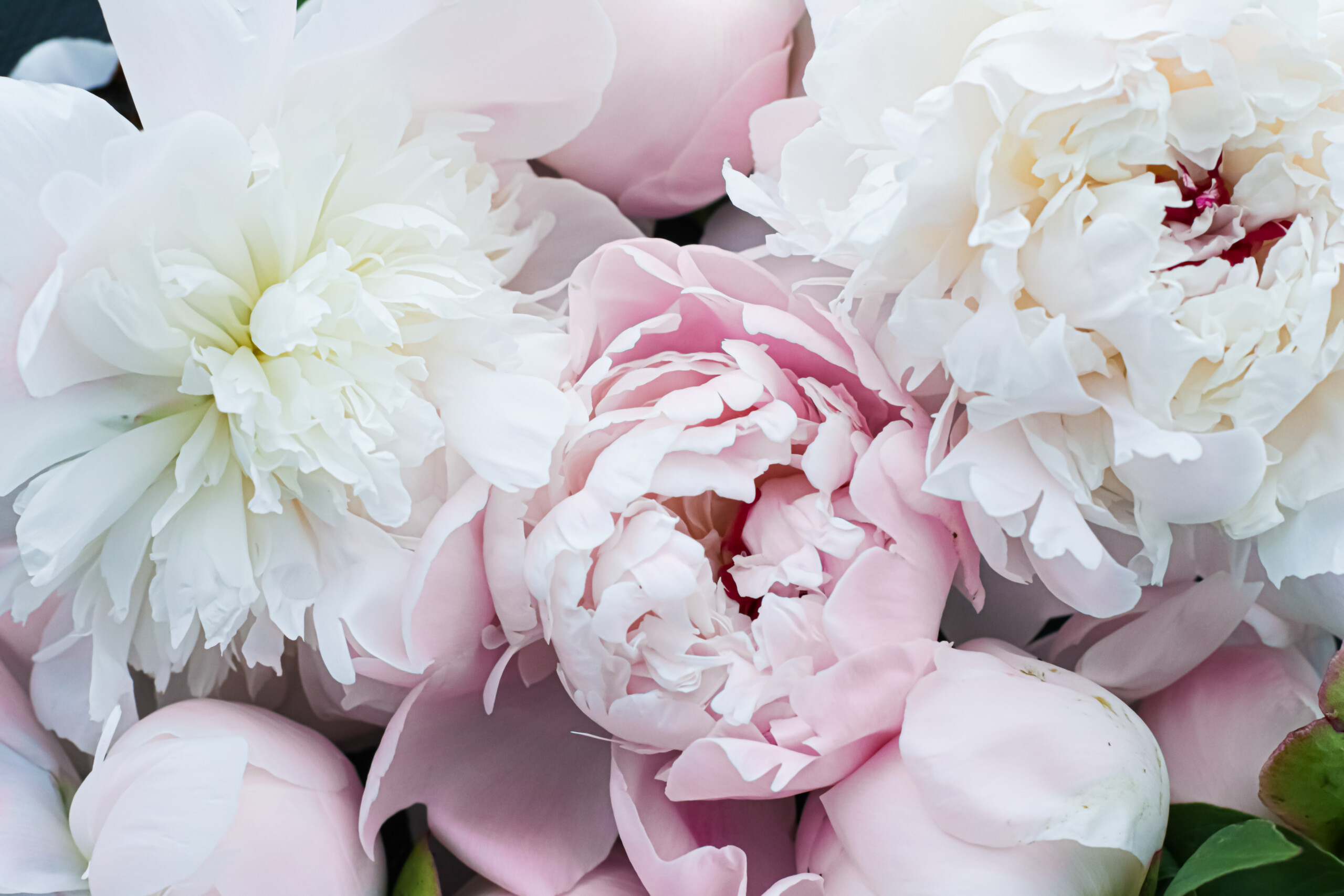 S W A L K. The Floral Revolution is Here. Send fashionable flowers from the comfort of home