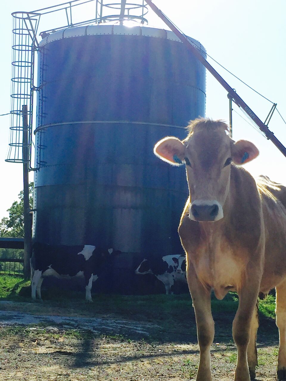 Heifers, Milk Cows, and Dry Cows Swan Bros. Dairy, Inc