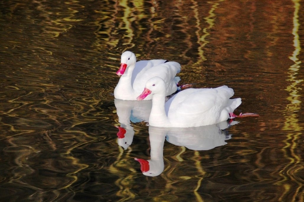 Conservation status of the world’s swan populations a review of current trends and gaps in