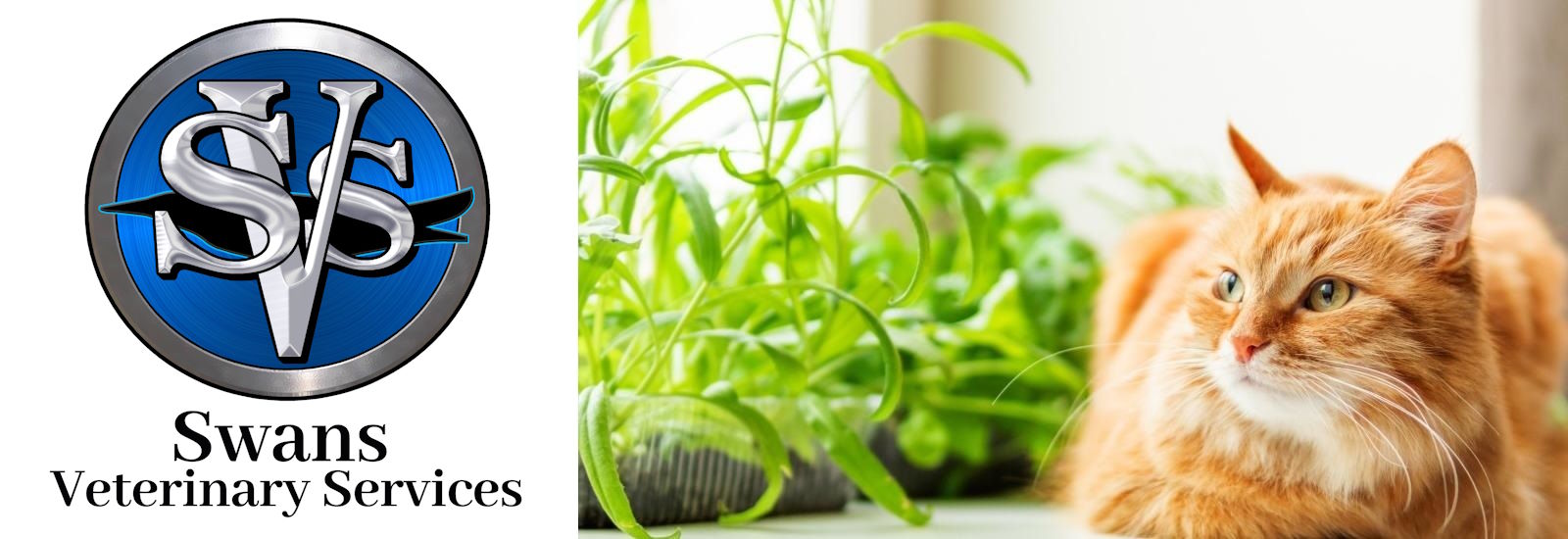 Swans Vet