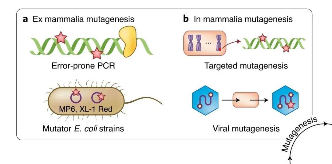 Nature Methods：综述回顾哺乳动物细胞中的定向进化技术：核心突变方法盘点解析 集智俱乐部