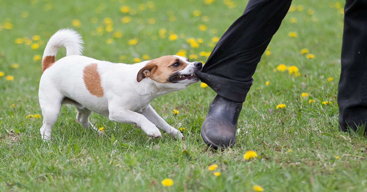 Dog Bite Statute in Massachusetts Swartz & Swartz, P.C