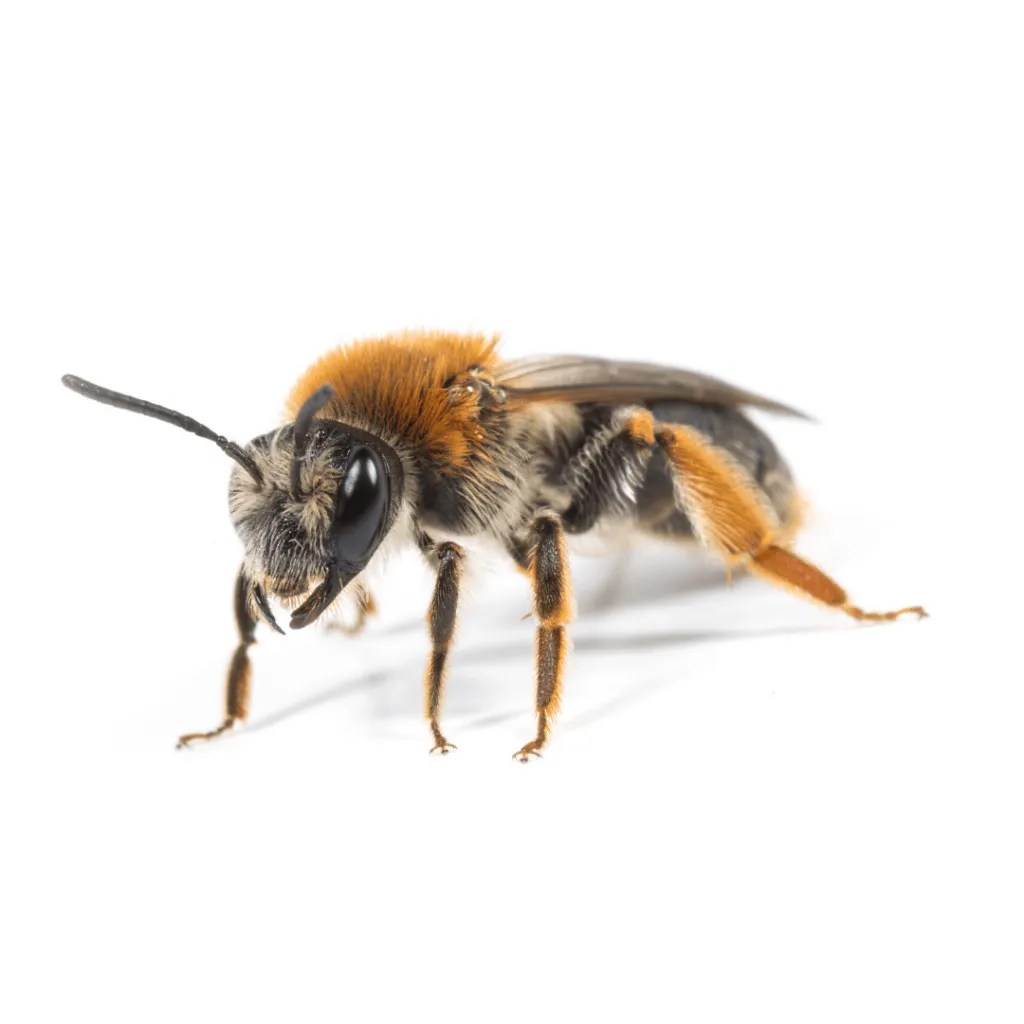 Bee Removal Perth How To Get Rid Of Bees & Swarms Safely