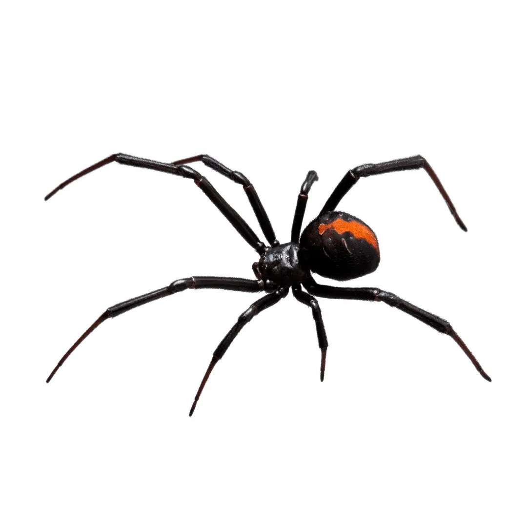 Spider Pest Control SWATAPEST