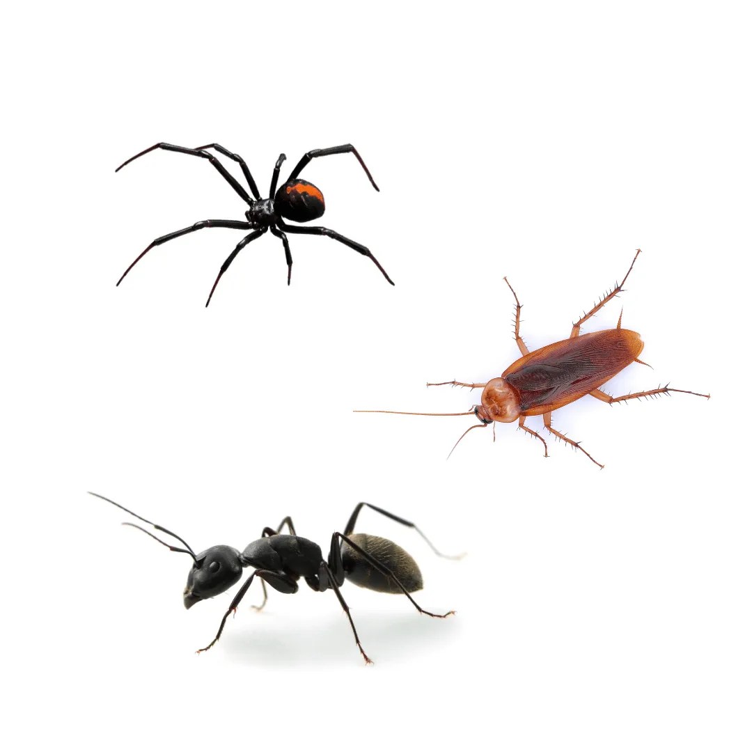 Spider, Ant & Cockroach Treatment Package Swat A Pest