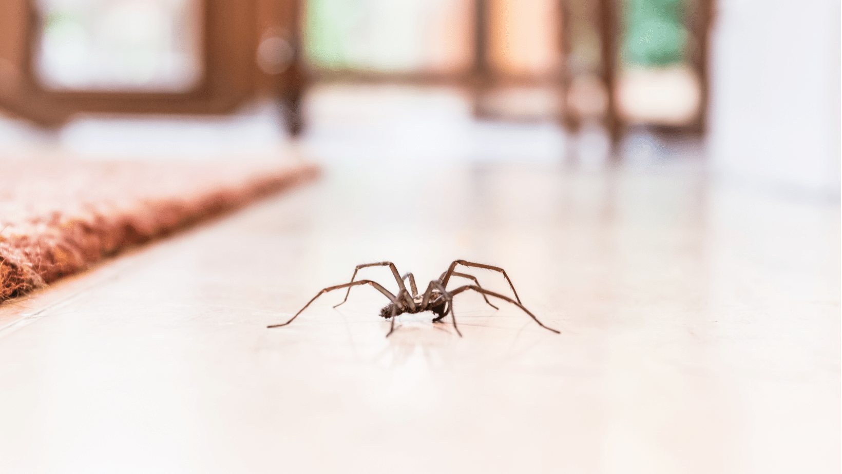 Common House Spiders In Perth Spider Pest Control SwatAPest