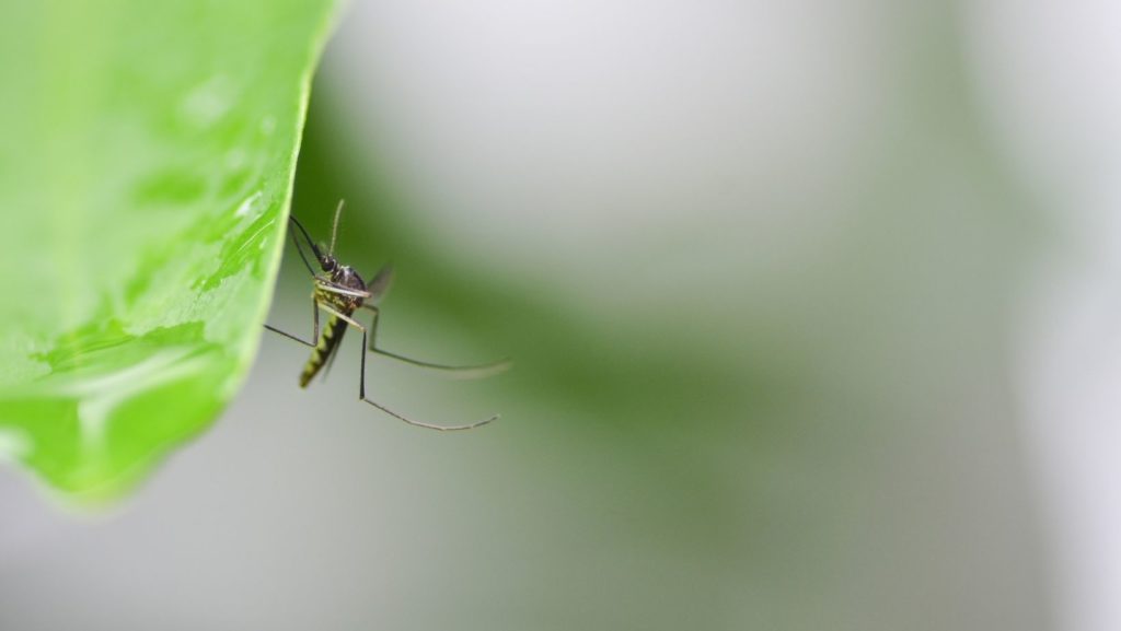 5 of the Most Common Outdoor Bugs in FL SWAT Mosquito Systems