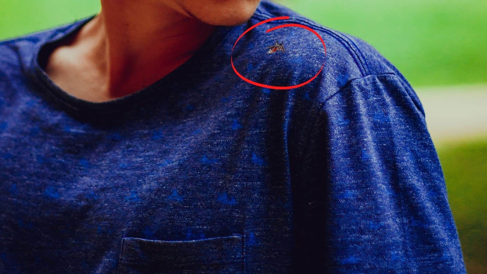 Are Mosquitoes Attracted to Certain colors?