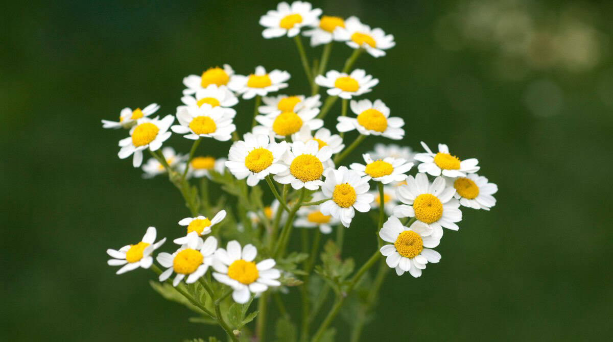 Pyrethrum Nature’s Secret Weapon Against Mosquitoes
