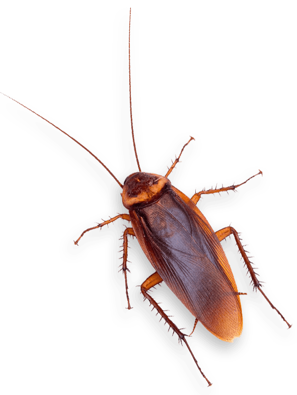 Swat Pest Management Owensboro Pest Control Evansville Pest Control