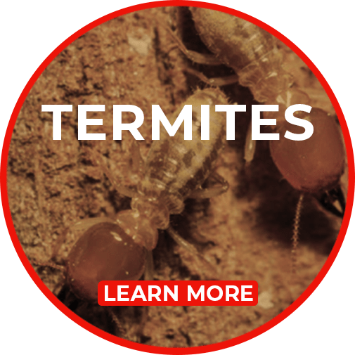 Swat Pest Management Owensboro Pest Control Evansville Pest Control