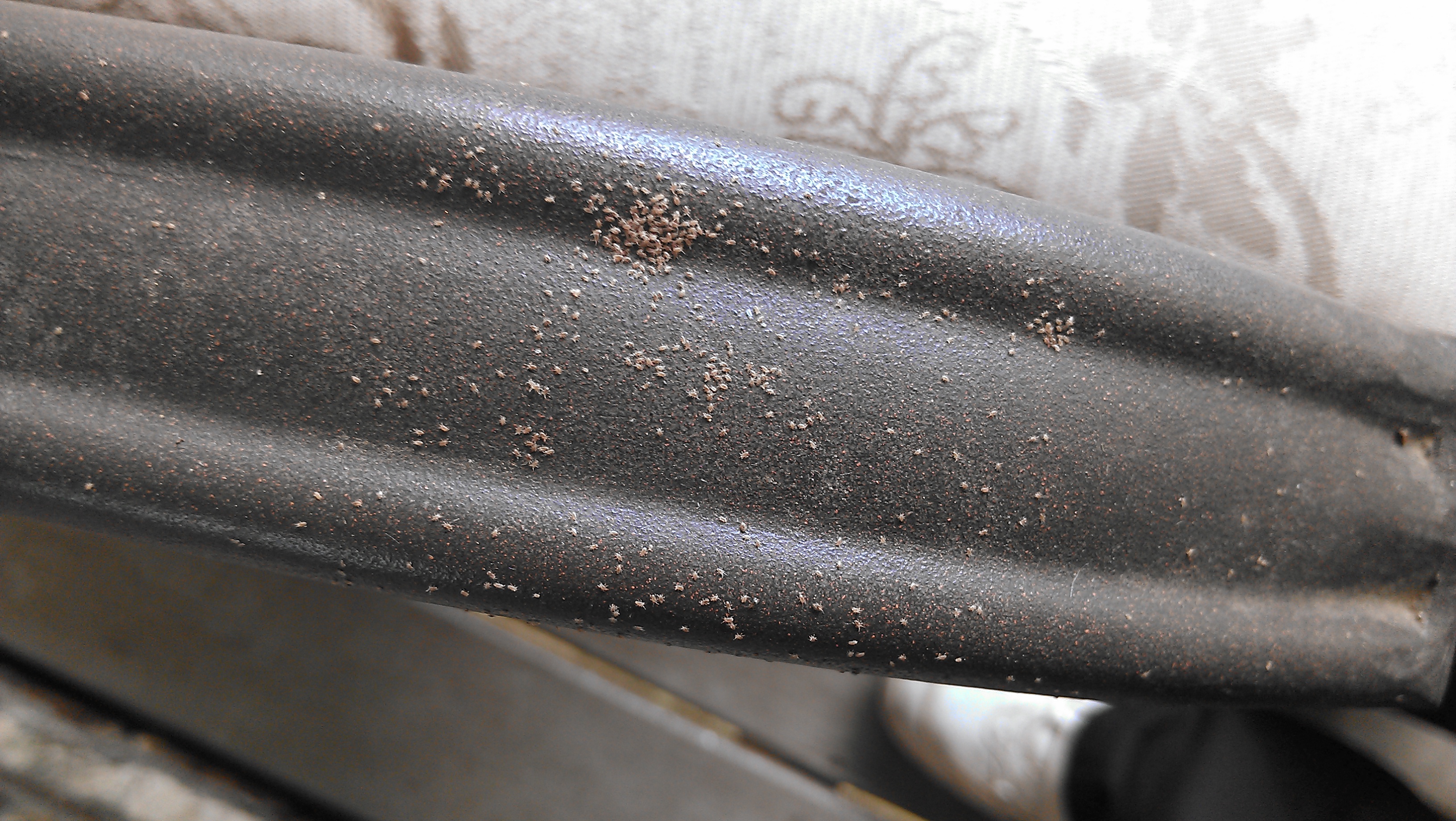 Spider Mites On Patio Furniture Spiders and Mites SwatTeam Pest Control Services of Kentucky