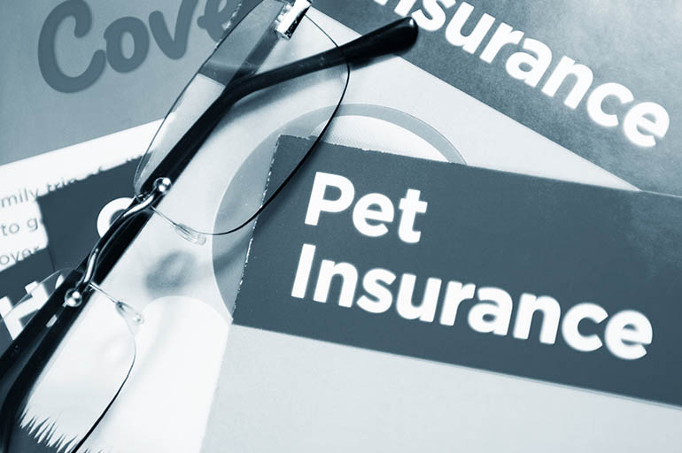 Choosing the Right Pet Insurance A Comprehensive Guide