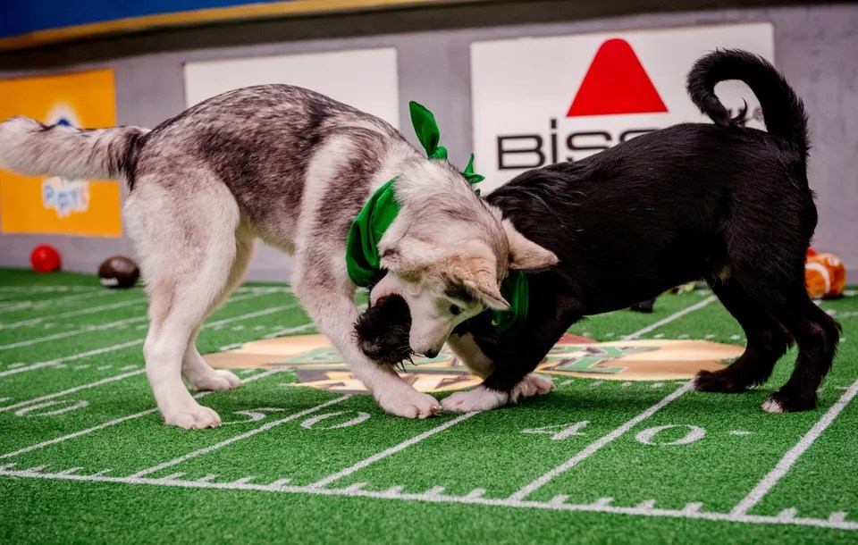 Go Behind The Scenes Of Puppy Bowl XV In These OhSoAdorable Photos