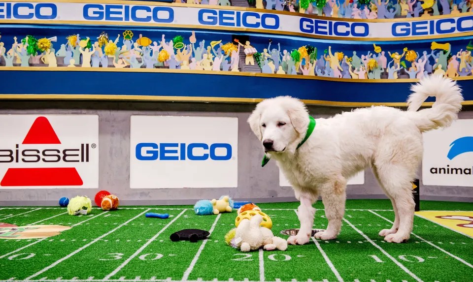 Go Behind The Scenes Of Puppy Bowl XV In These OhSoAdorable Photos
