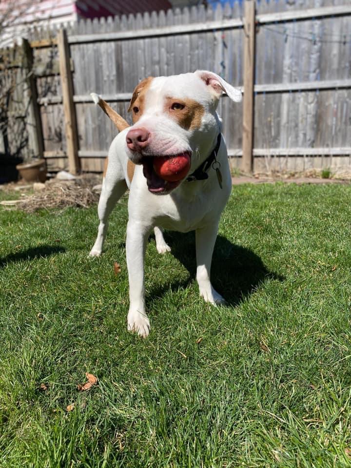 Pit bull stolen from backyard in Rochester, please share to help find