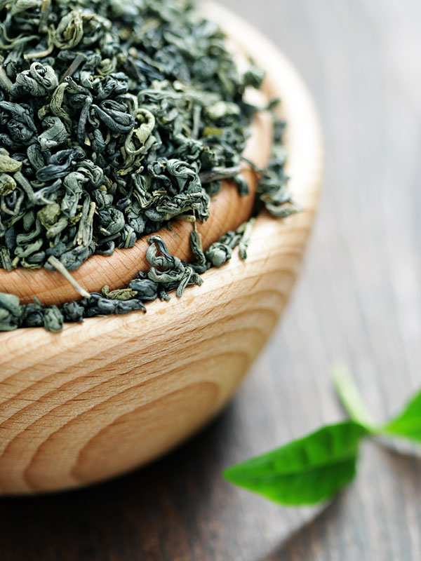 REAL Green Tea Plant Camellia Sinensis