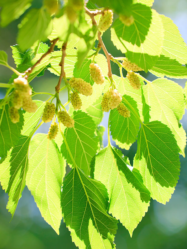 Northern Sweet White Mulberry Tree