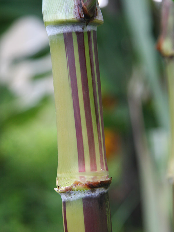 Plantation Size Akoki Striped Hawaiian Sugarcane Plant