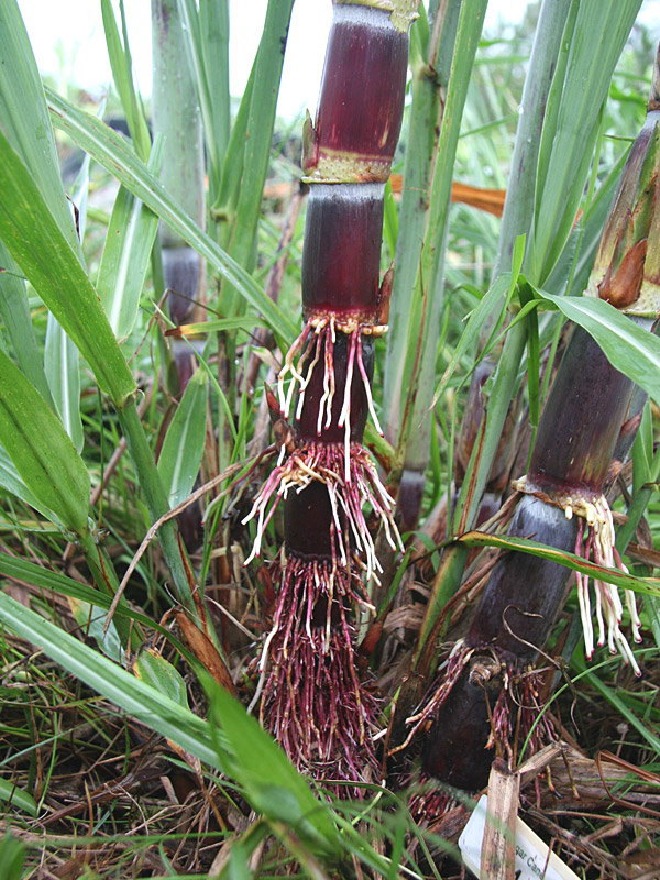 Uahiapele Hawaiian Sugarcane Plant