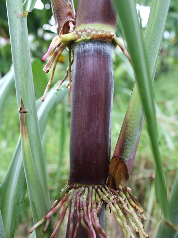 High Yield Sweet Louisiana Commercial Sugarcane Plant