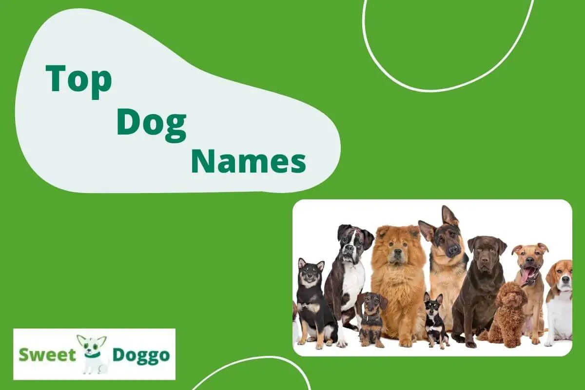 1700+ Popular Names For Dogs (by Color, Breed, Letter) Sweet Doggo