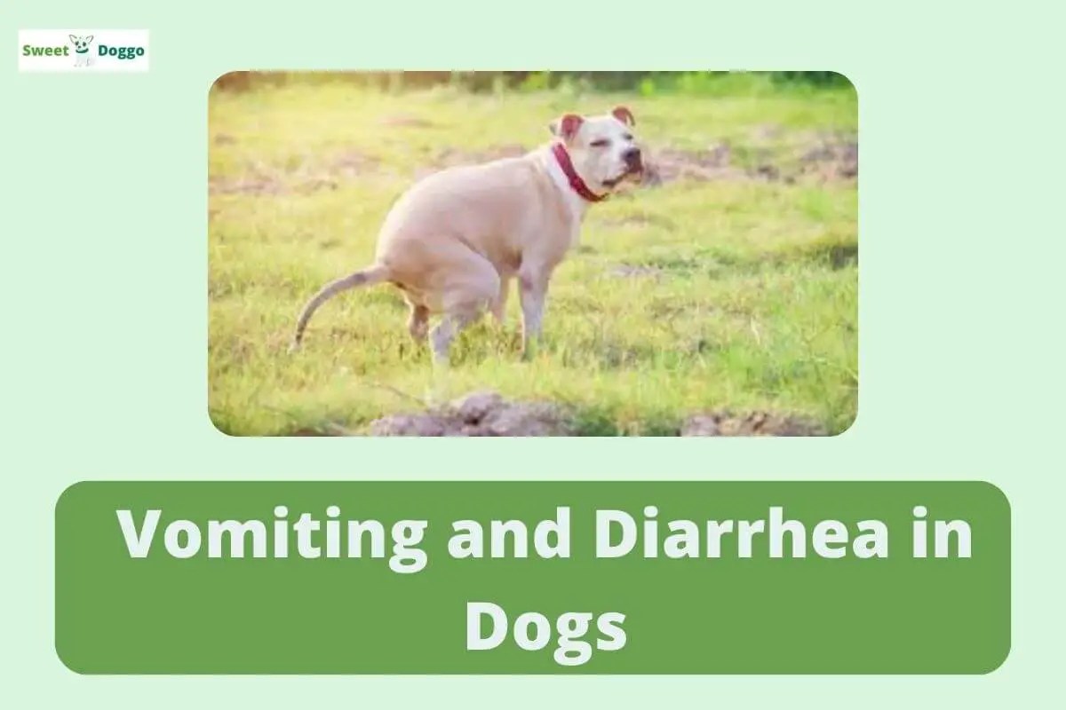 Vomiting And Diarrhea In Dogs Causes, Symptoms & Treatment