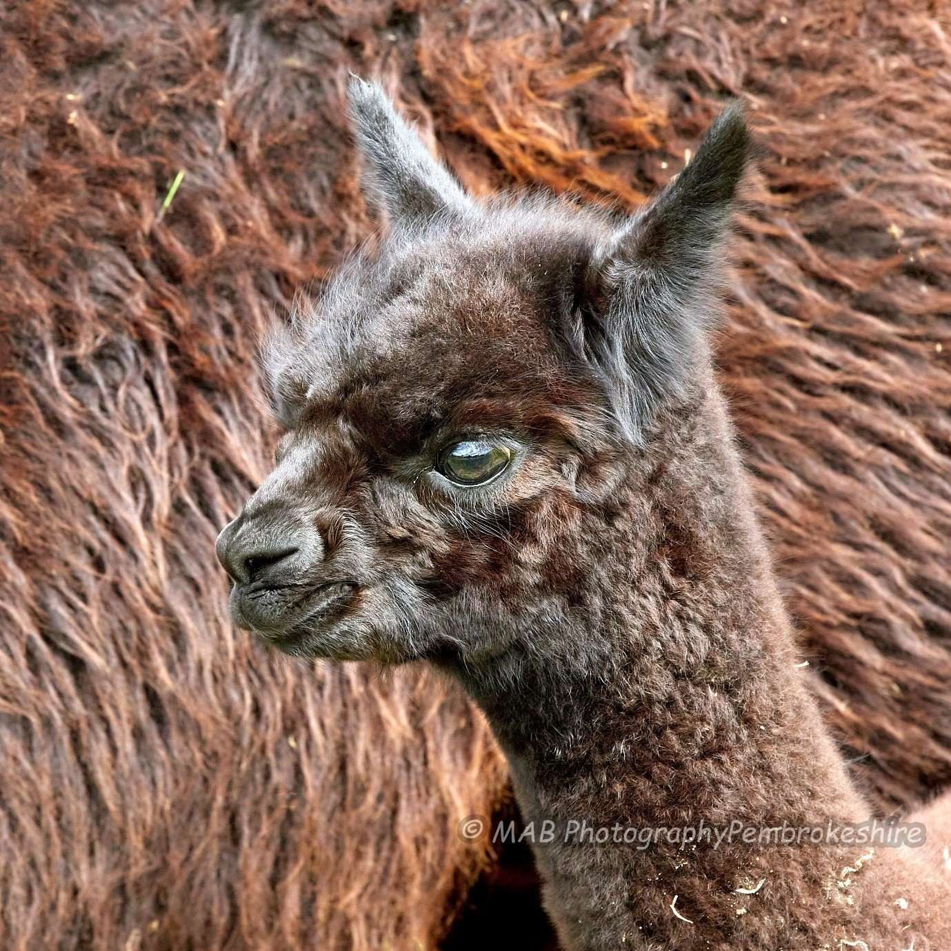 What are alpacas, exactly? Sweet Home Alpaca