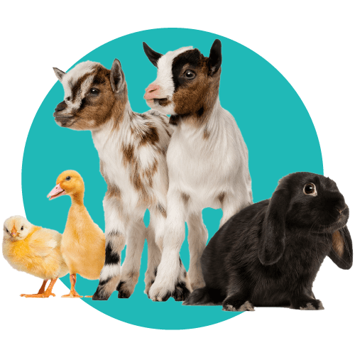 Spay & Neuter Services Sweet Home Veterinary Hospital