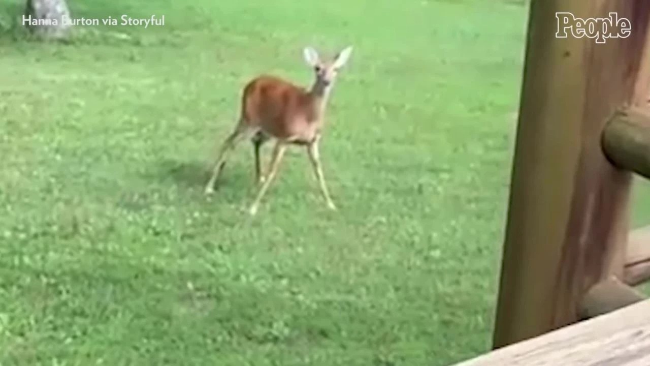 A sensitive mother deer immediately runs, when she hears an infant baby