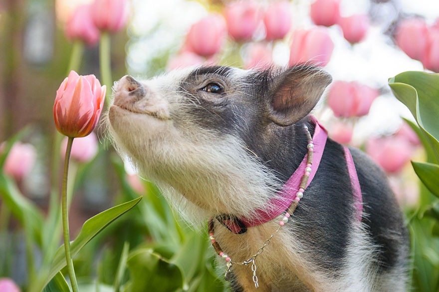 Les photos adorables d’un cochon, qui adore être photographié en