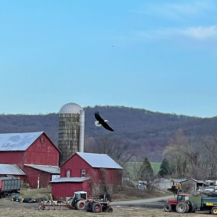 Sweetman's Farm Grassfed Beef, Pork, Eggs and Organic Vegetables