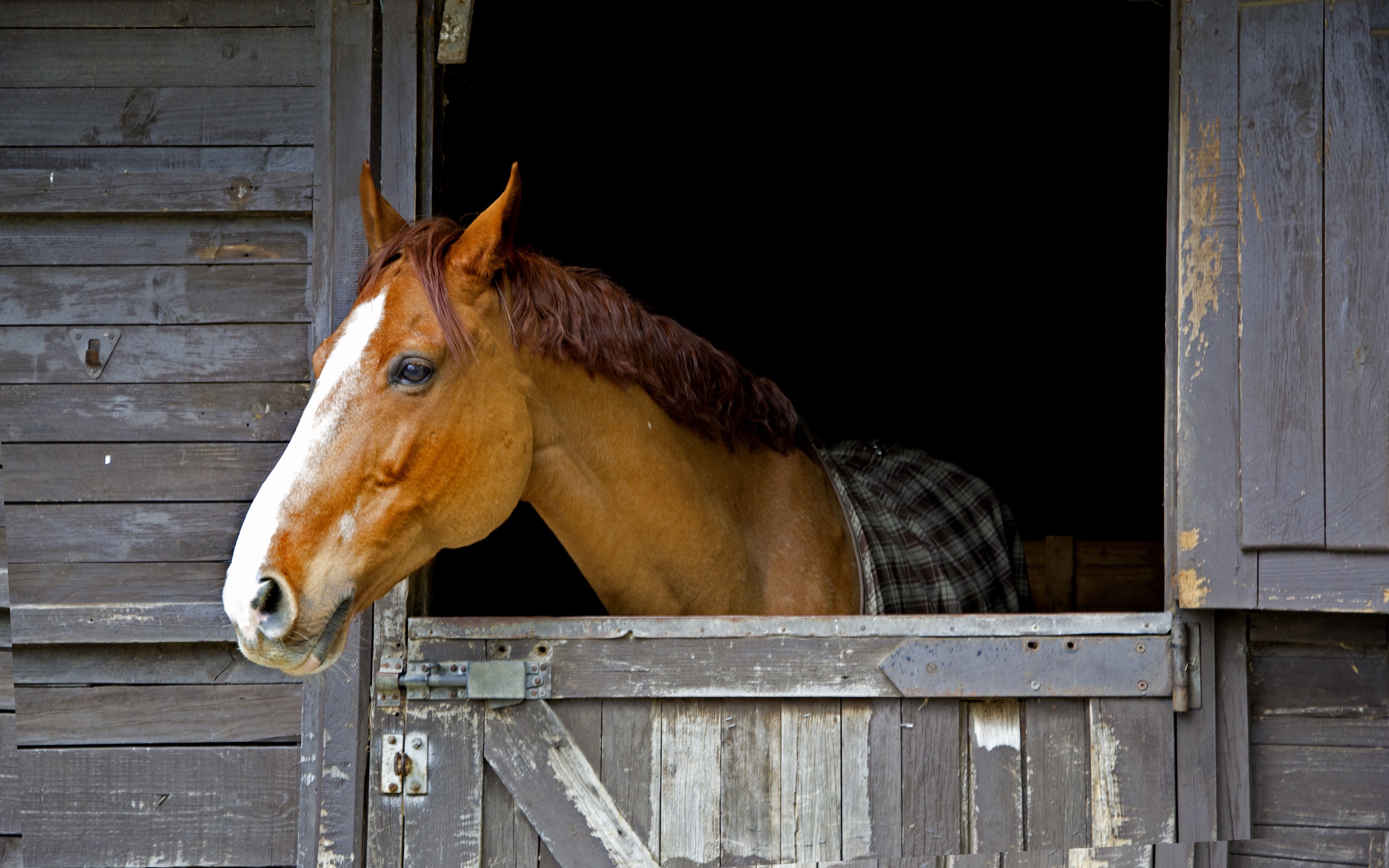 Horse Stall Refresher & Pet Deodorizer Odor Removal for Your Horse’s