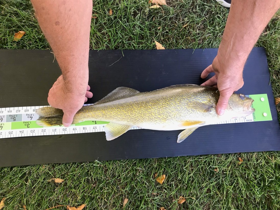 Saskatchewan Master Angler Program Saskatchewan Wildlife Federation