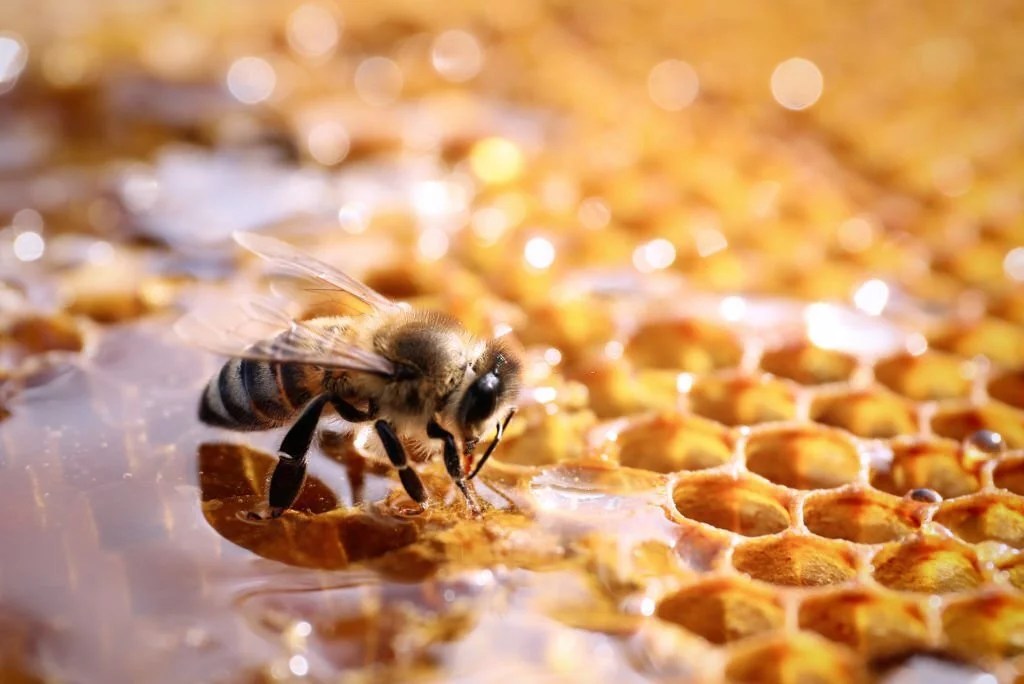 Do Bees Have Ears? A Look at Bee Hearing SWF Bees