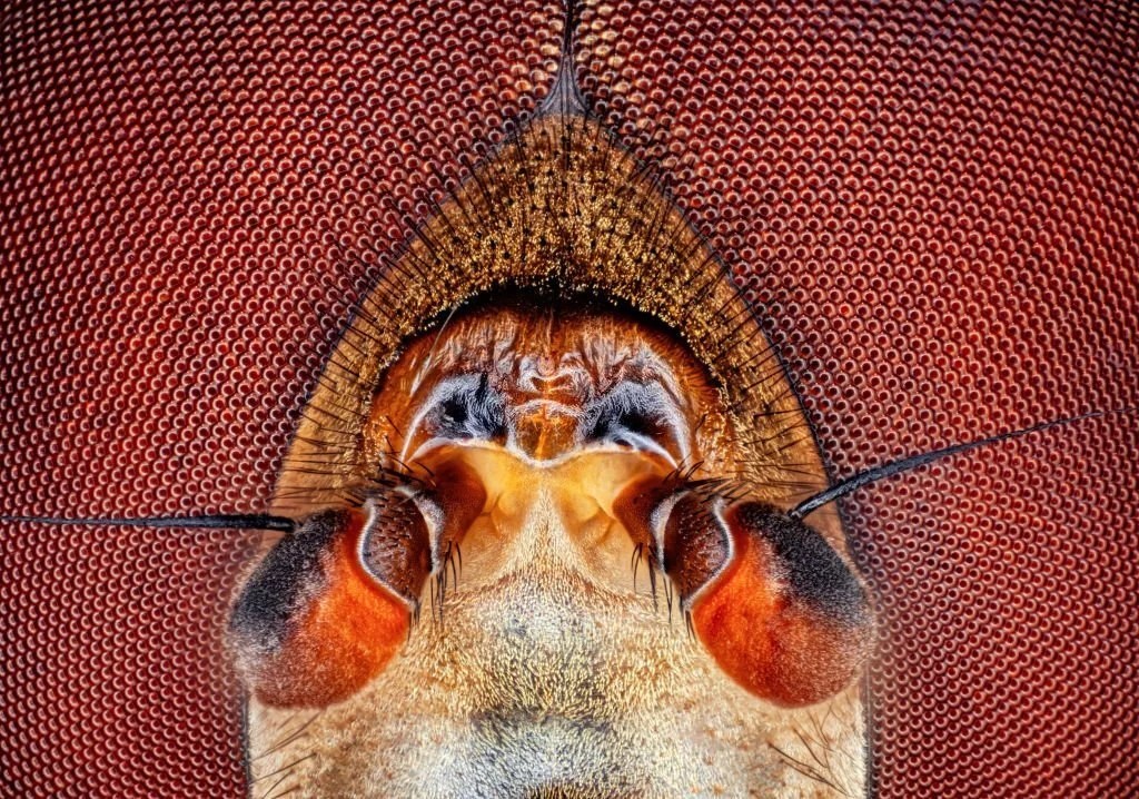 How Many Eyes Does a Bee Have? SWF Bees