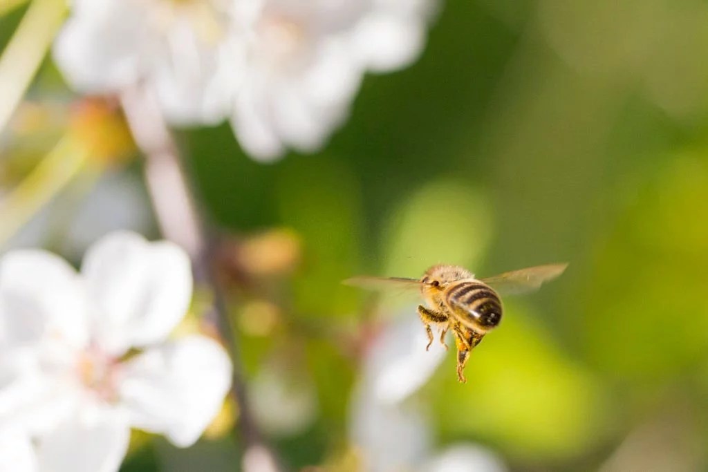 How Fast Can Bees Fly? Unveiling the Speed of These Busy Pollinators