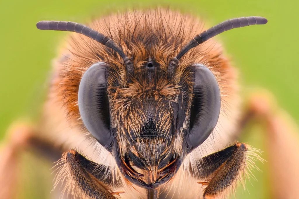 What Does a Bee See? Exploring Bee Vision SWF Bees