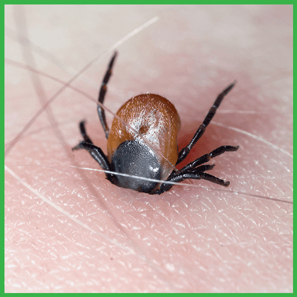 The Dangers of Ticks on Dogs & Cats (and How to Avoid Them) SWF Egypt