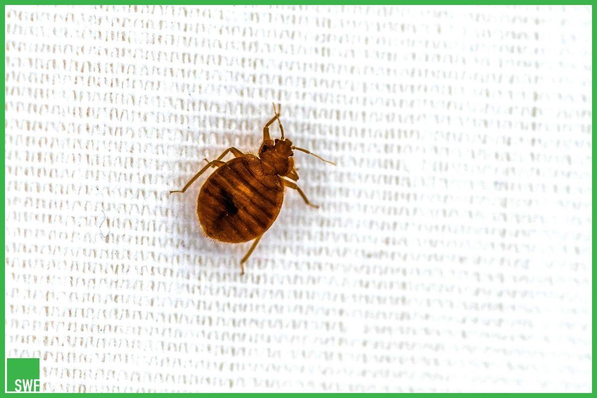 How to Get Rid of Bed Bugs Completely? Safe and Effective Methods SWF
