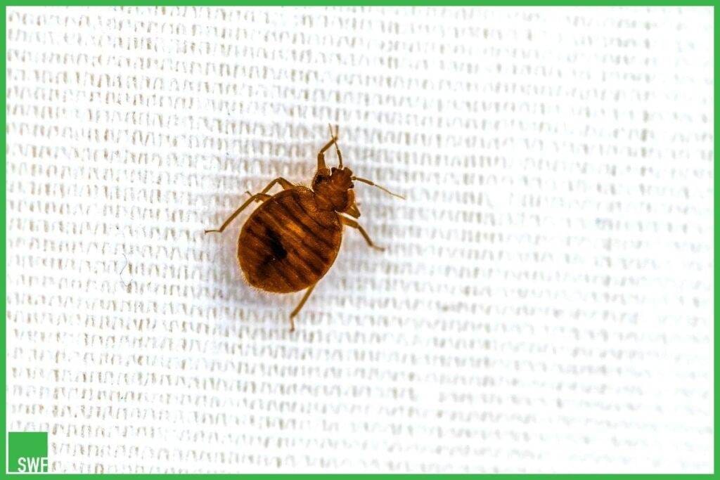 How to Get Rid of Bed Bugs Completely? Safe and Effective Methods SWF