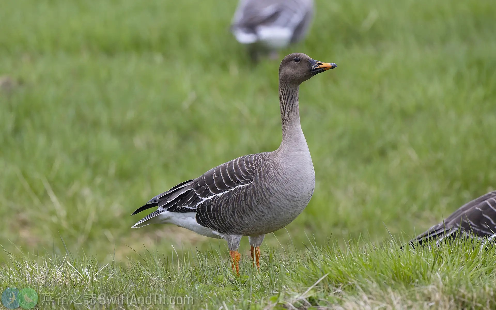 寒林豆雁 Taiga Bean Goose 燕雀之誌